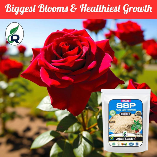 Single Super Phosphate, Essential Organic Fertilizer For Plant Growth (350 gm)